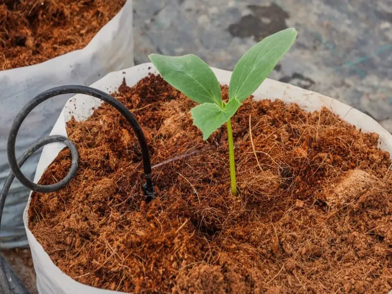 مزایای سیستم هیدروپونیک