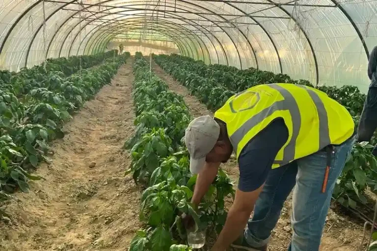 نصب و اجرا سیستم آبیاری قطره ای