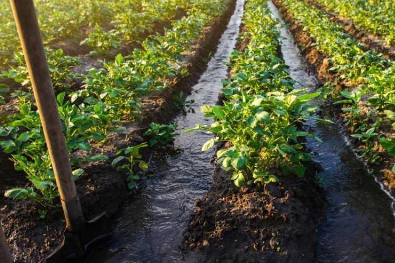 مزایای آبیاری سنتی