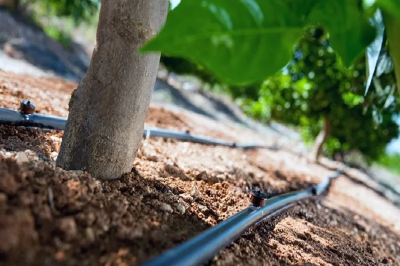 مزایای بیشمار آبیاری قطرهای برای باغات میوه