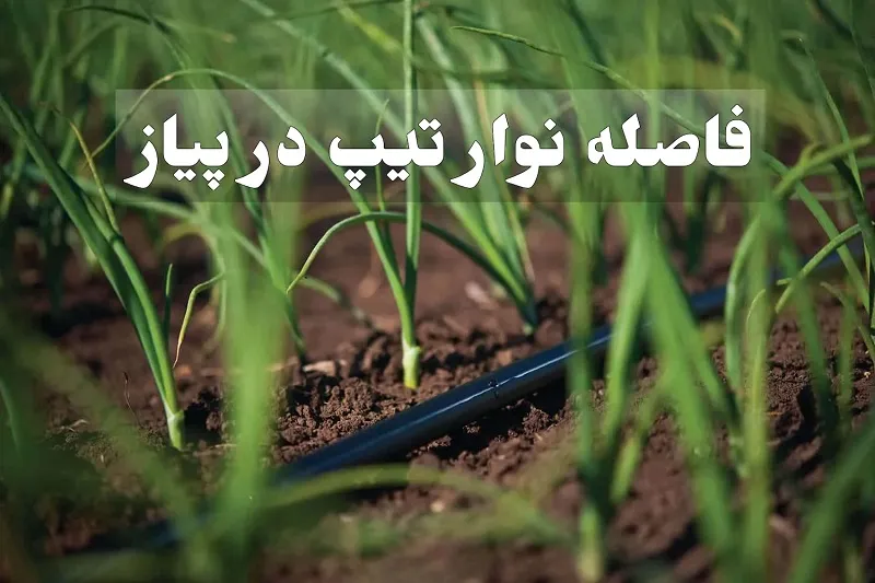 طراحی الگوی کشت و فاصله ردیف‌ها